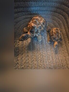 Wade Realistic Tortoise Family Mother Baby1958-1988